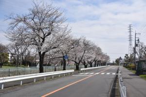 東坂戸団地桜並木