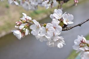 東坂戸団地桜並木