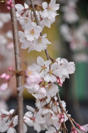 慈眼寺シダレザクラ花びら