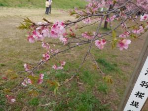 北浅羽桜堤公園安行寒桜