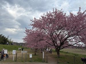 北浅羽桜堤公園安行寒桜