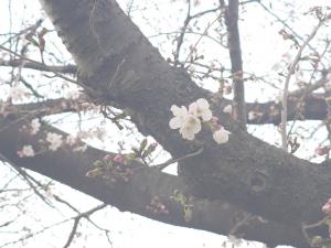泉町桜堤公園