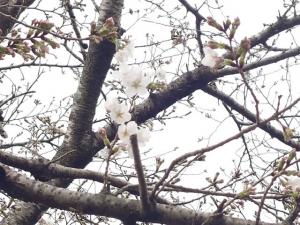 にっさいの桜並木