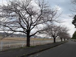 にっさい桜並木