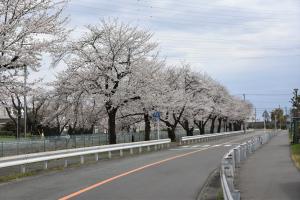 東坂戸団地桜並木
