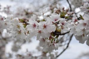 東坂戸団地桜並木