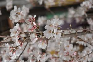 慈眼寺シダレザクラ花びら