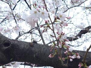 泉町桜堤公園