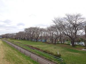 泉町桜堤公園