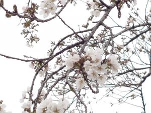 にっさい桜並木