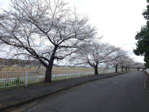 にっさい桜並木