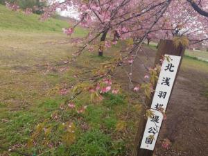 北浅羽桜堤公園安行寒桜