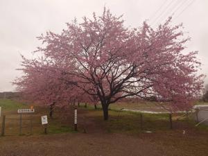 北浅羽桜堤公園安行寒桜