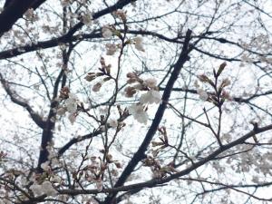 泉町桜堤公園