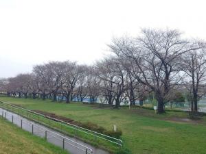 泉町桜堤公園