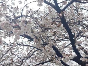 にっさい桜並木