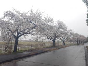 にっさい桜並木