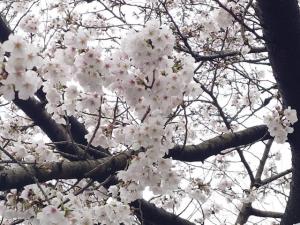 東坂戸団地桜並木