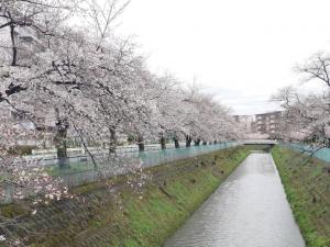 東坂戸団地桜並木