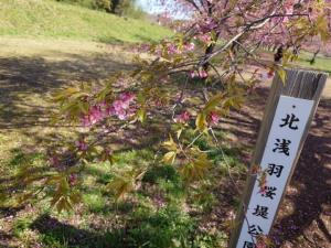 北浅羽桜堤公園安行寒桜