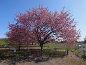 北浅羽桜堤公園安行寒桜