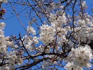 泉町桜堤公園