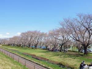 泉町桜堤公園