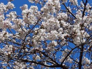 にっさい桜並木