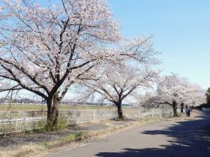 にっさい桜並木