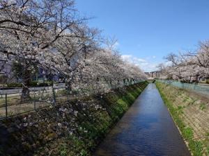 東坂戸団地桜並木