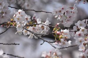 東坂戸団地の桜並木①