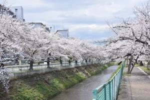 東坂戸団地の桜並木②