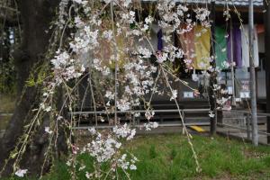 慈眼寺のシダレザクラ①