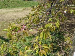 北浅羽桜堤公園安行寒桜