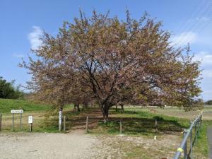 北浅羽桜堤公園安行寒桜
