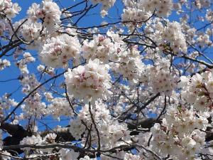 泉町桜堤公園