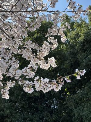 にっさい桜並木