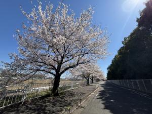 にっさい桜並木