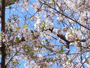 東坂戸団地の桜並木②