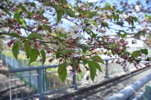 東坂戸団地の桜並木①