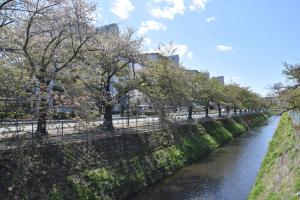 東坂戸団地の桜並木②