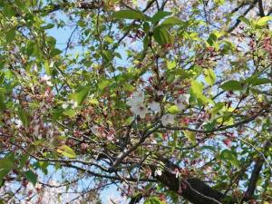 泉町桜堤公園