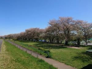 泉町桜堤公園