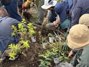 植替えの様子