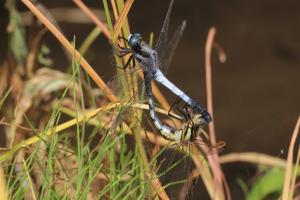 シオカラトンボ