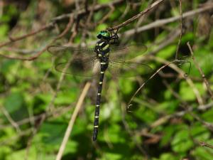オニヤンマ（オス）