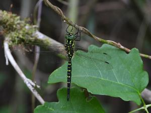 サラサヤンマ（オス）