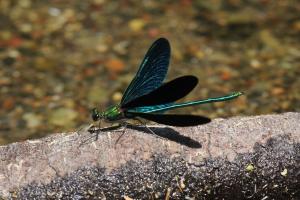 アオハダトンボ（オス）