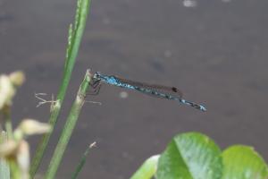 ホソミオツネトンボ（オス）