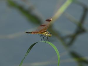 コフキトンボ（メス）